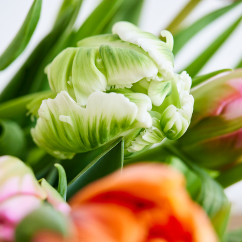産直】センティアのチューリップ 20本おまかせアソート | 青山フラワー