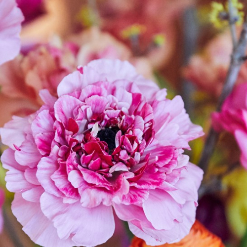 産直】フラワースピリットのラナンキュラス「シャルロット ピンク