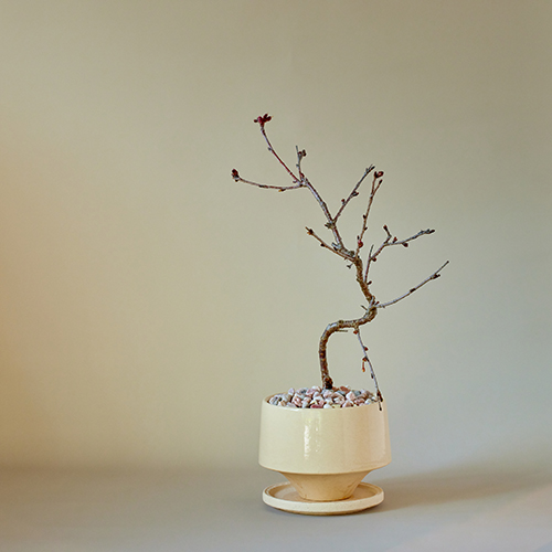 市場直送】信濃桜 3寸鉢 | 青山フラワーマーケット｜花束・ギフトの