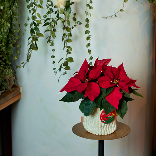 産直】篠園芸のポインセチア赤5寸 | 青山フラワーマーケット｜花束