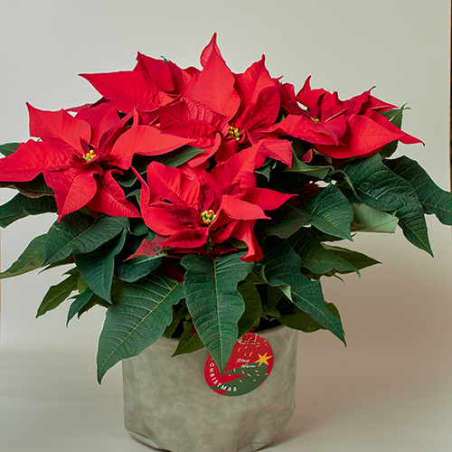 産直】篠園芸のポインセチア赤6寸 | 青山フラワーマーケット｜花束