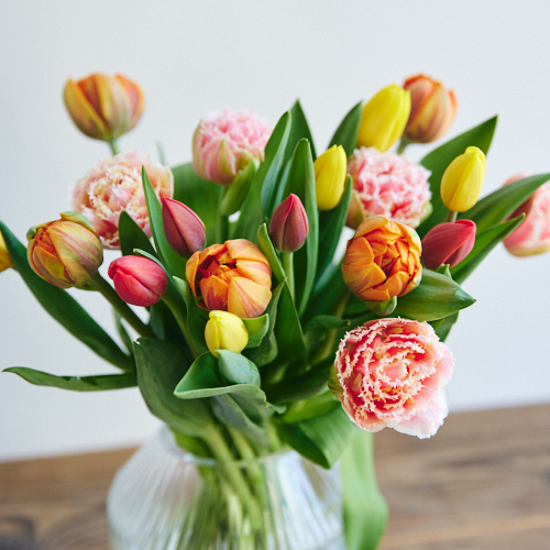 産直】フラワーファームしろねのチューリップ（20本） | 青山フラワー