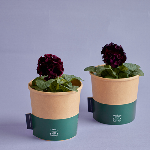 市場直送】サトウ園芸のパンジー 「ローヴ・ドゥ・アントワネット