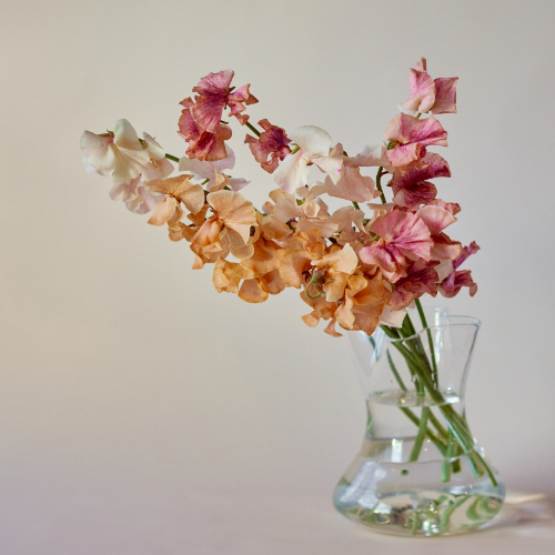 産直】送料無料！木村農園のスイートピーミックス アンティーク系15本