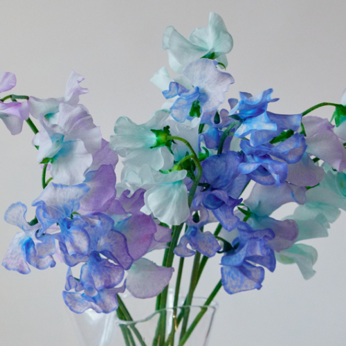 どこよりも早く、フレッシュな花をお届け。産地直送の花｜青山フラワー