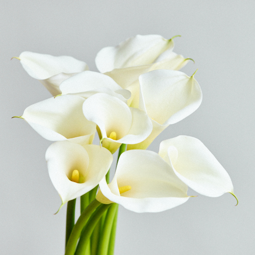 産直】送料込み！JAきみつ ブルームネットのウエディングマーチ10本