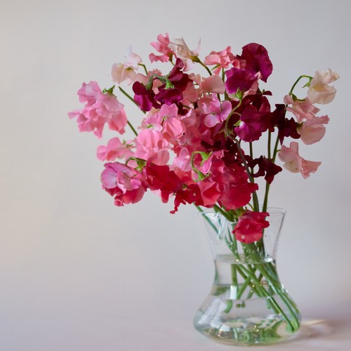 産直】送料無料！木村農園のスイートピー バレンタインミックス 15本