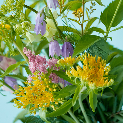 産直】フラワーガーデンたむらの草花ミックス 20本 | 青山フラワー