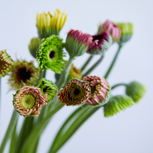 産直 アドアーフローカのガーベラ つぼみミックス本 青山フラワーマーケット公式 花屋 花 花束 フラワーギフト 通販