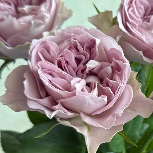 産直】井上バラ園のバラ「Villa Lila」10本 | 青山フラワーマーケット
