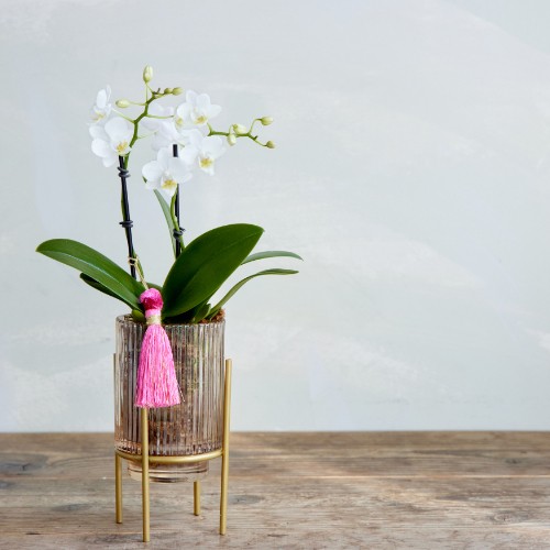 産直】椎名洋ラン園のマイクロ胡蝶蘭 ホワイト系2本立ち | 青山