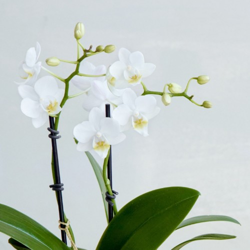 青山フラワーマーケット｜花束・ギフトのオンラインショップ