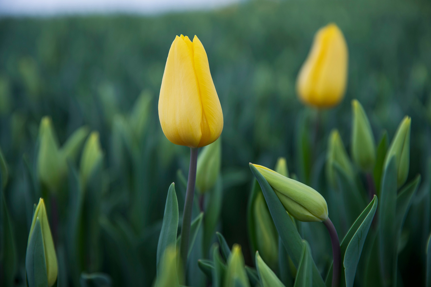 コラム Today S Flower チューリップ 花 フラワーギフトなら青山フラワーマーケット 青山フラワーマーケット公式 花屋 花 花束 フラワーギフト 通販