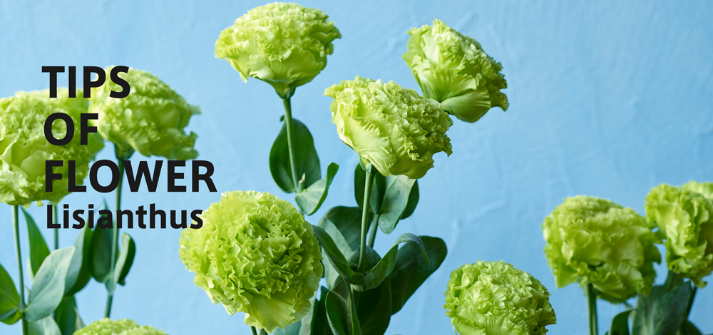 Tips Of Flower Lisianthus リシアンサス 青山フラワーマーケット公式 花屋 花 花束 フラワーギフト 通販