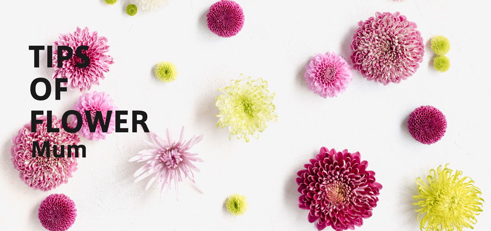 Tips Of Flower Mum マム 青山フラワーマーケット 青山フラワーマーケット公式 花屋 花 花束 フラワーギフト 通販