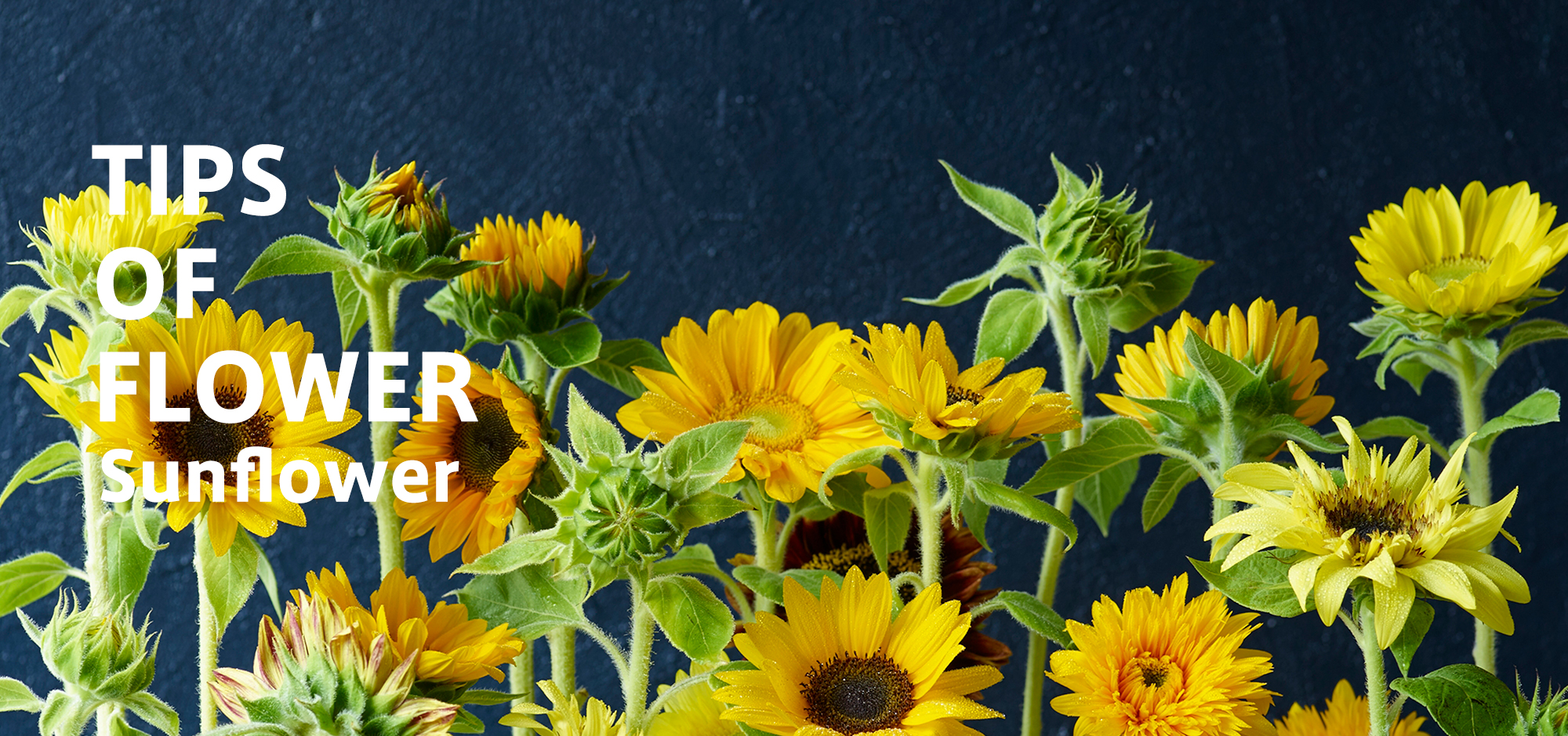 Tips Of Flower Sunflower ヒマワリ 青山フラワーマーケット公式 花屋 花 花束 フラワーギフト 通販