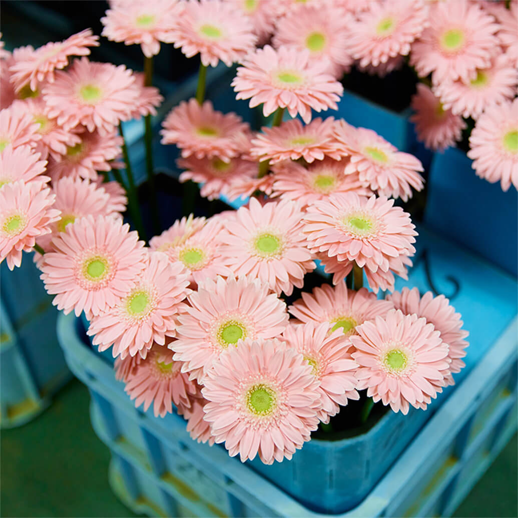花・フラワーギフトなら青山フラワーマーケット | 生産者レポート-生産