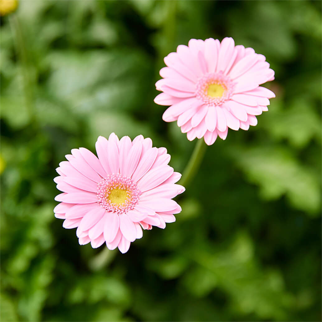 花・フラワーギフトなら青山フラワーマーケット | 生産者レポート-生産