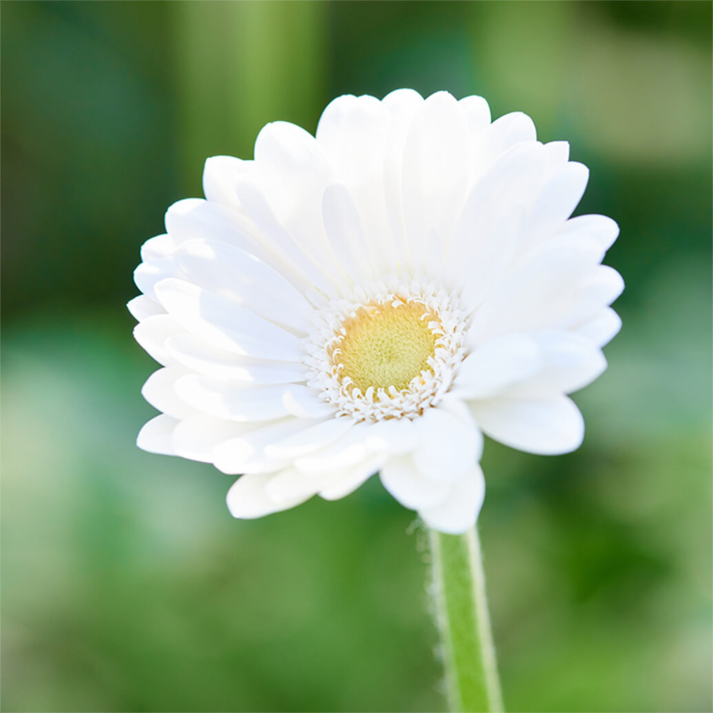 花・フラワーギフトなら青山フラワーマーケット | 生産者レポート-生産