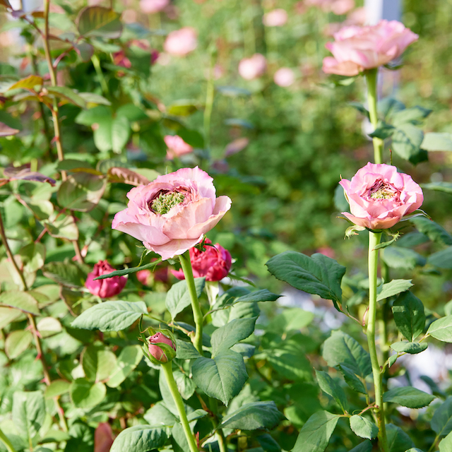 やぎバラ育種農園／静岡県 | 青山フラワーマーケット｜花束・ギフトの