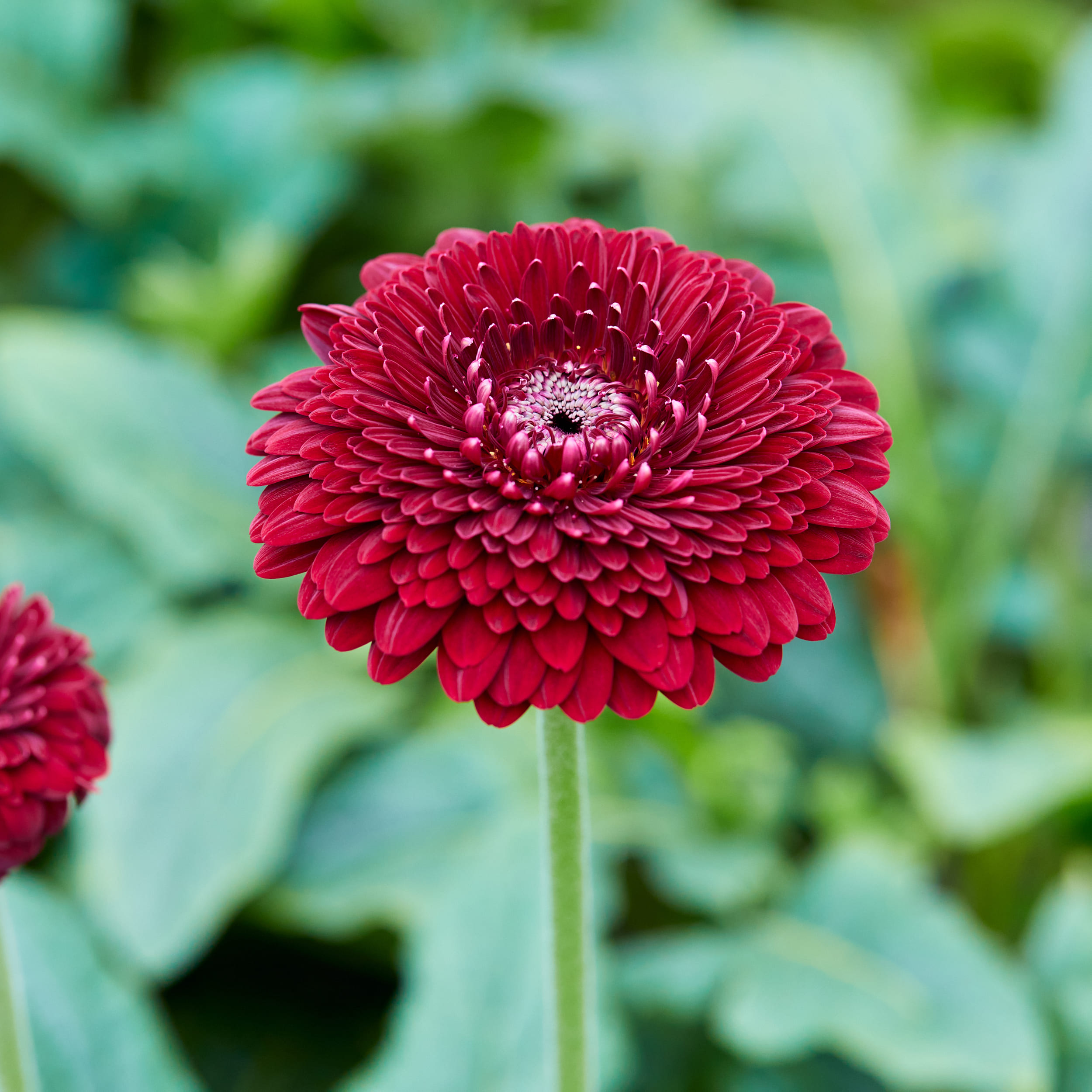 花・フラワーギフトなら青山フラワーマーケット | 生産者レポート-生産