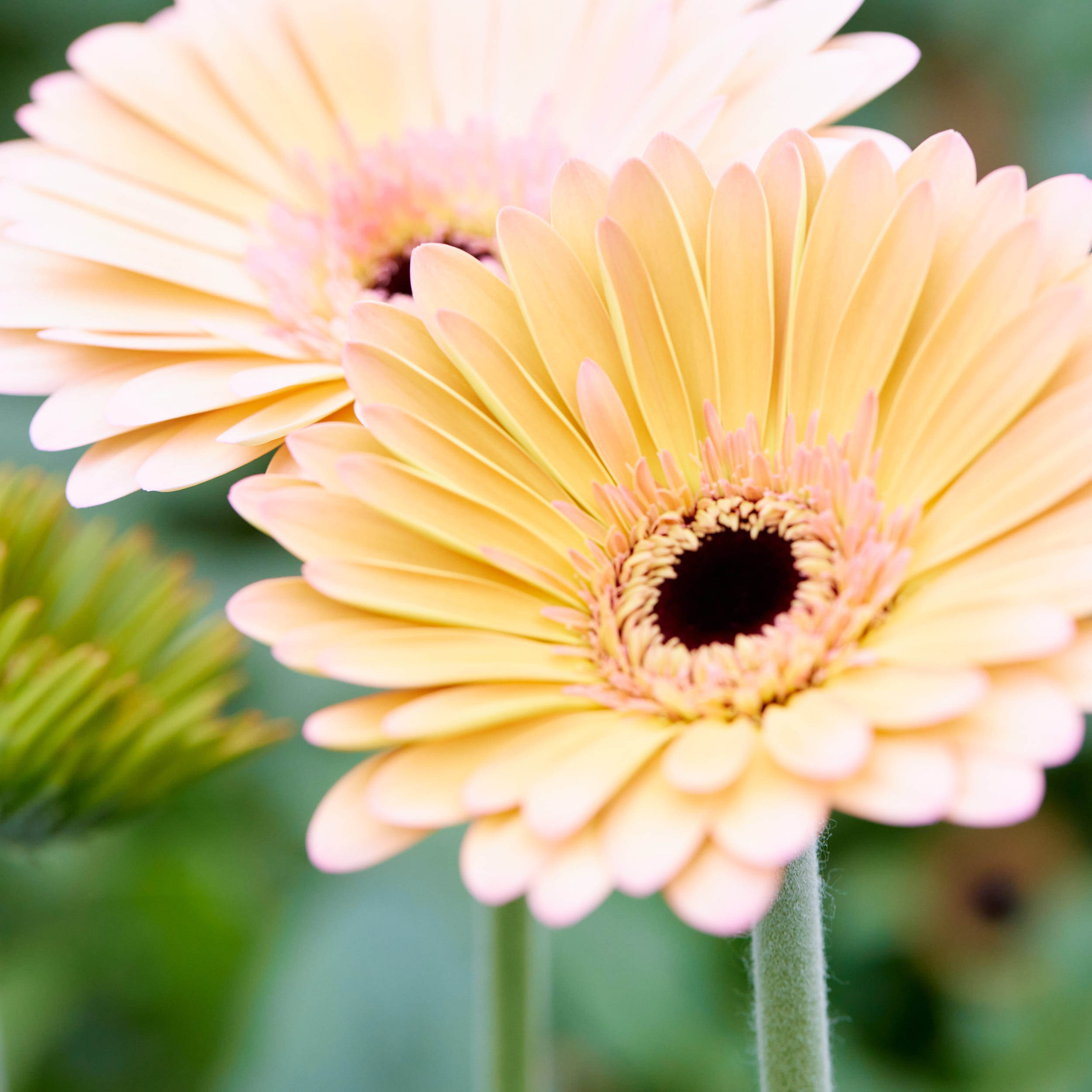 花・フラワーギフトなら青山フラワーマーケット | 生産者レポート-生産