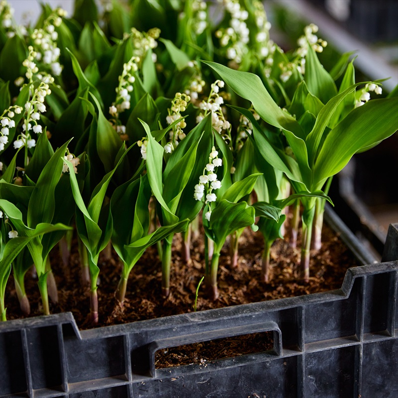 JAながのみゆき／長野県生産者レポート｜花・フラワーギフトなら青山