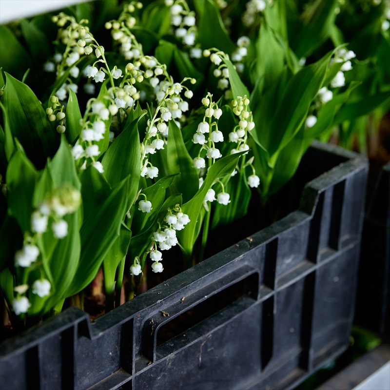 JAながのみゆき／長野県生産者レポート｜花・フラワーギフトなら青山
