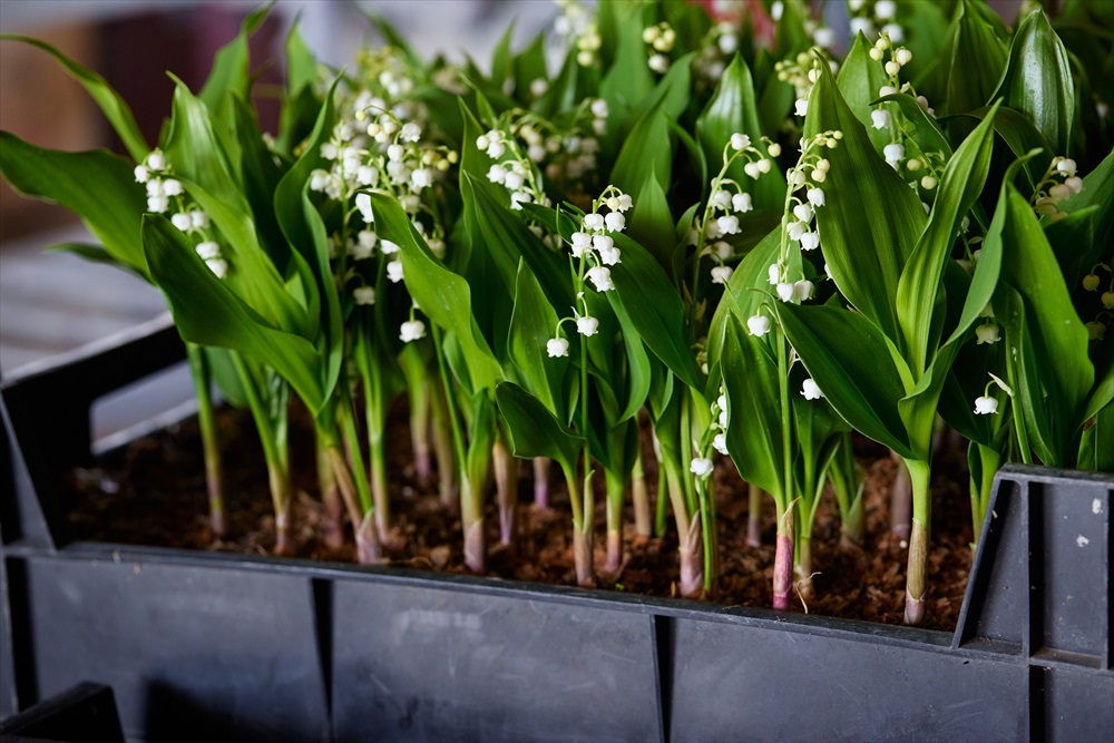 信州産　お花 JAながのみゆき／長野県生産者レポート｜花・フラワーギフトなら青山
