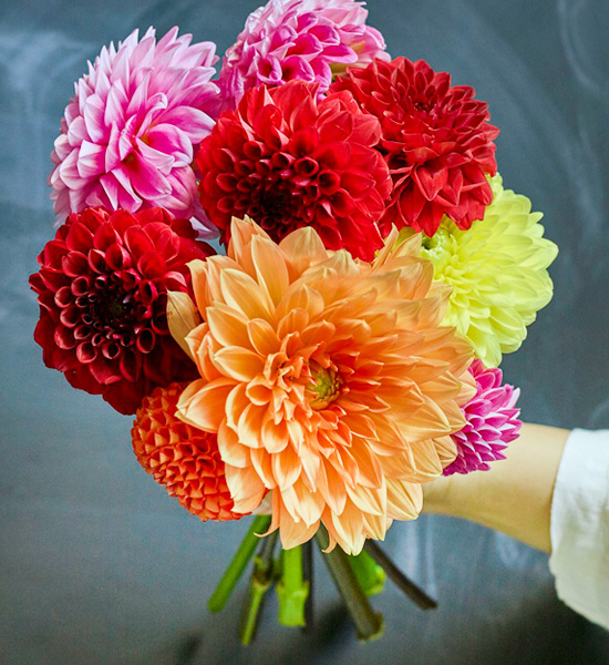 花 フラワーギフトなら青山フラワーマーケット コラム 16特集 ダリア 青山フラワーマーケット公式 花屋 花 花束 フラワーギフト 通販