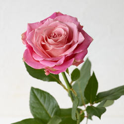 絶賛レビュー続出 ダイヤモンド 計0 177ct メレダイヤモンド 計0 434ct お花 フラワー バラ 薔薇 ピアス K18wg ホワイトゴールド 新品 ジュエリー Meje 限定品 Drchibornfree Com