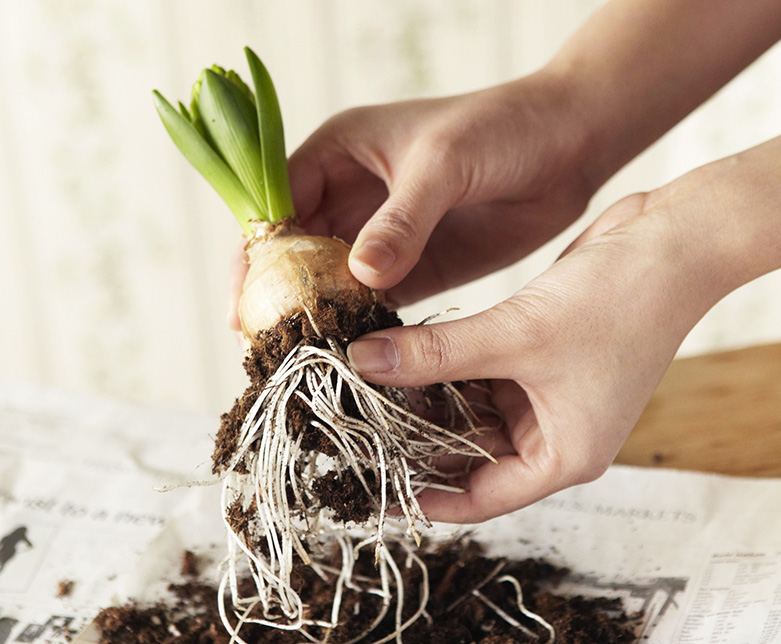 土植えの球根も水耕できます