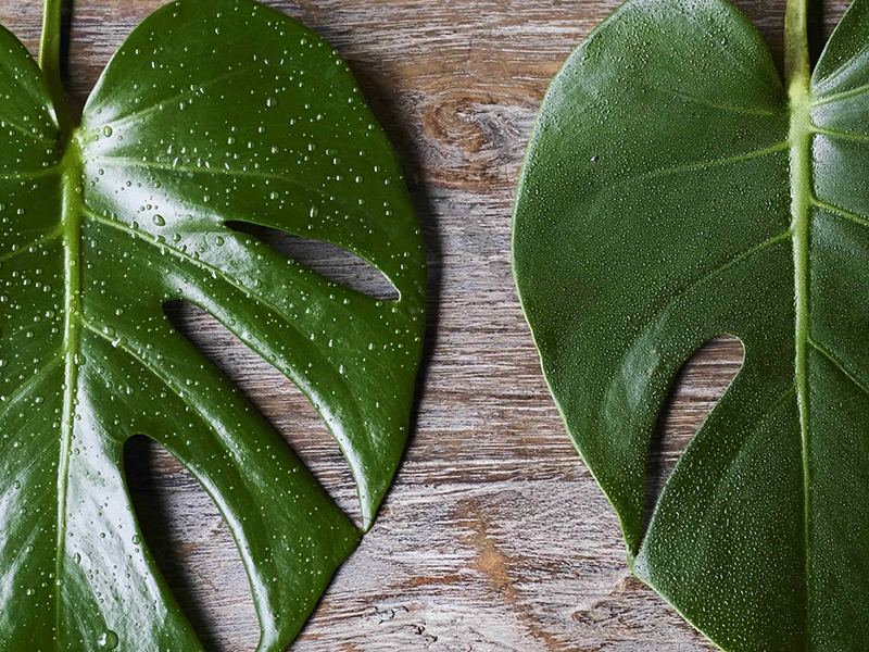 花 フラワーギフトなら青山フラワーマーケット コラム 植物が元気に育つ クセになる 霧吹き 青山フラワーマーケット公式 花屋 花 花束 フラワーギフト 通販