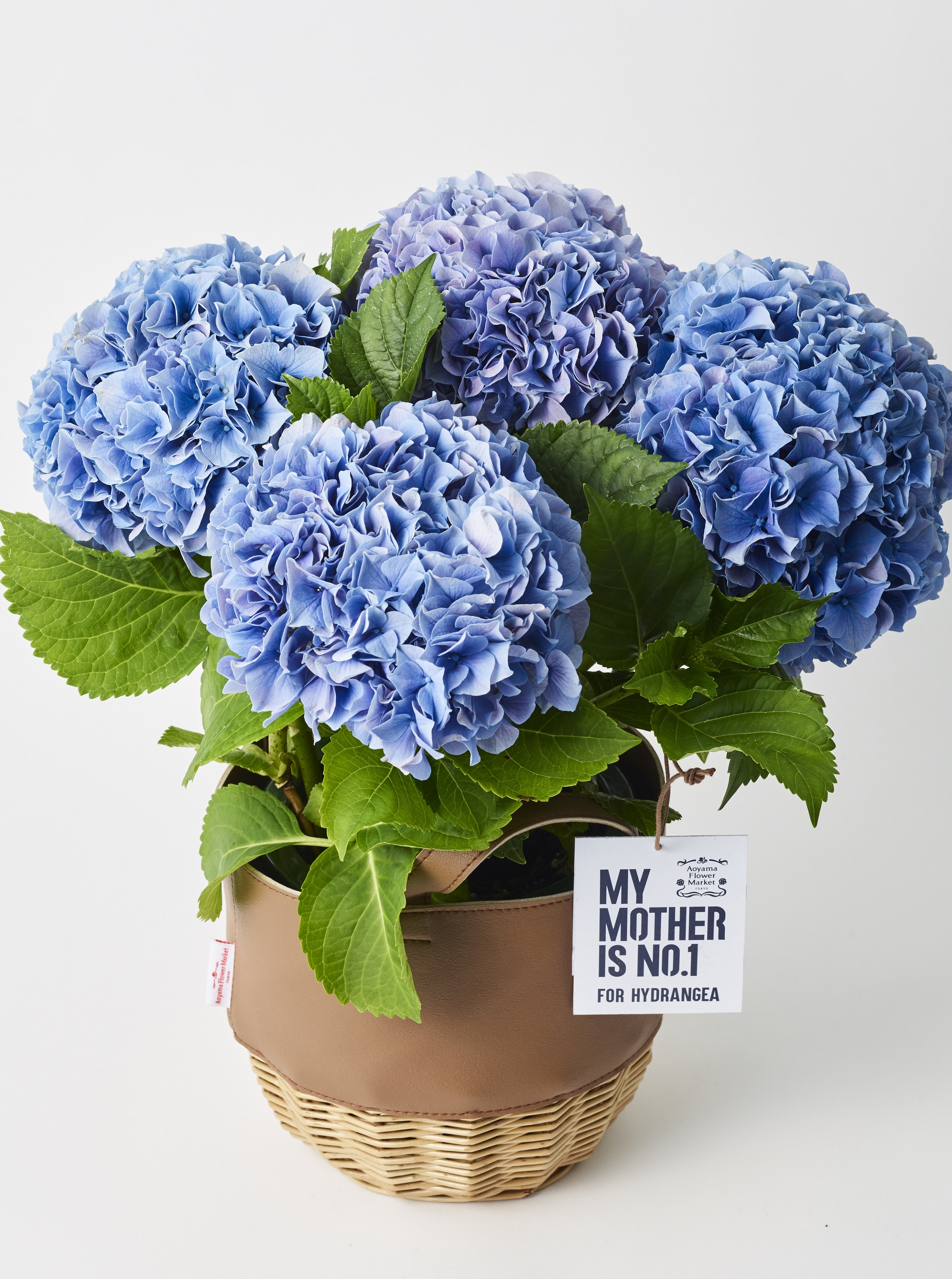 MOTHER’S DAY COLUMN 母の日とカーネーション