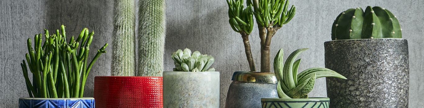 青山フラワーマーケット｜観葉植物｜新緑の季節 | 青山フラワー