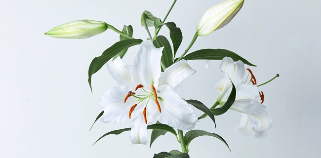花 フラワーギフトなら青山フラワーマーケット コラム 彼岸の意味と花選びについて 青山フラワーマーケット公式 花屋 花 花束 フラワーギフト 通販