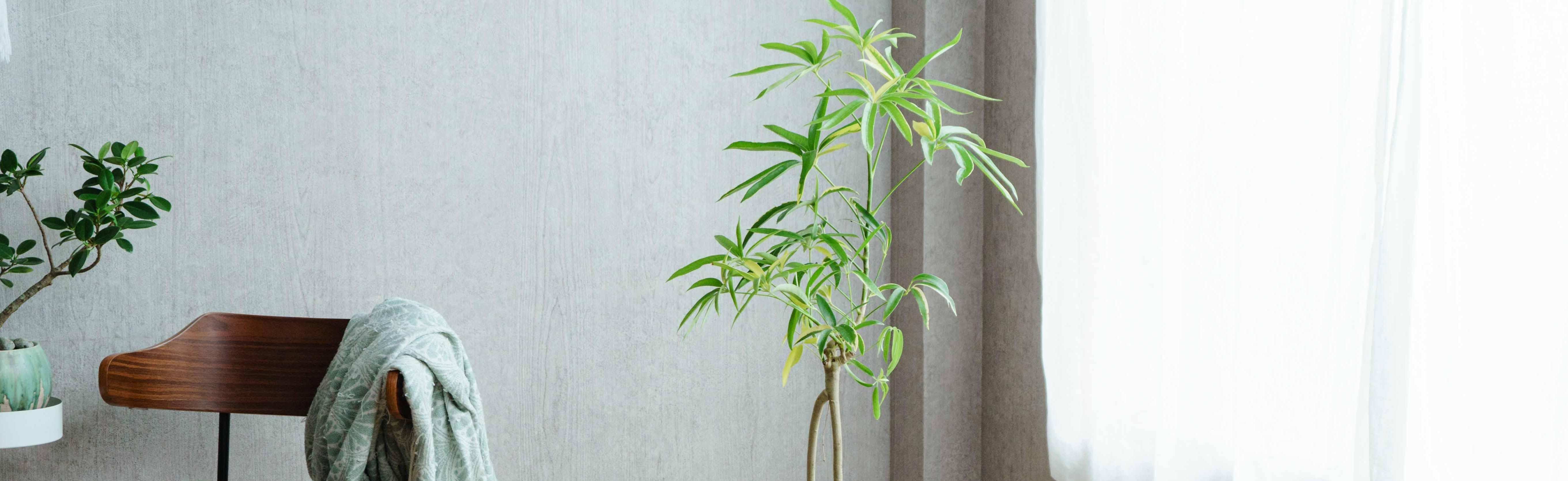 青山フラワーマーケット｜空間・部屋のシンボル となる植物 | 青山
