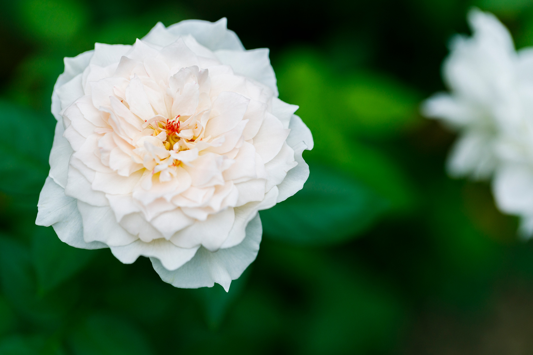 MIWA ROSE FACTORY 愛知県 | 青山フラワーマーケット｜花束・ギフトの