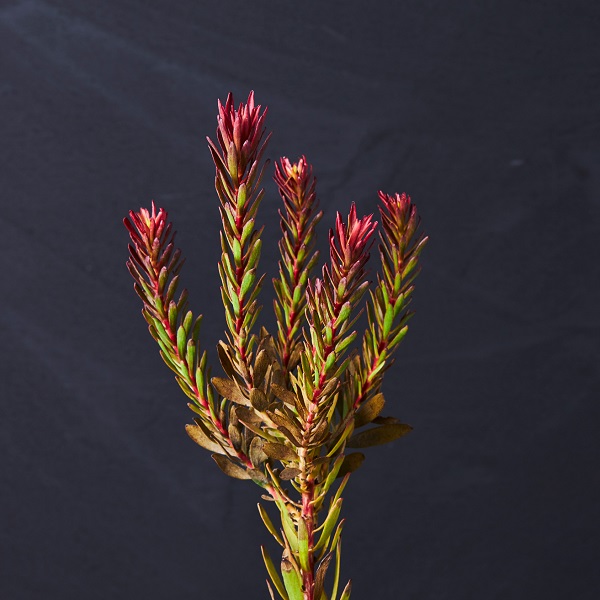 ⑬＊ネイティブフラワーガーランド＊フレッシュ状態＊確認用 ⑬＊ネイティブフラワーガーランド＊フレッシュ状態＊確認用