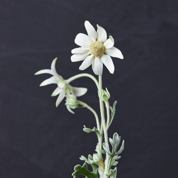 不思議で個性的なフォルムのネイティブフラワー｜青山フラワー