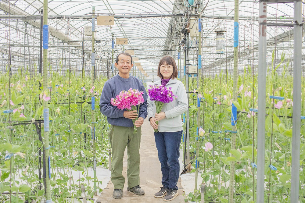 JA晴れの国岡山（スイートピー）／岡山県 | 青山フラワーマーケット