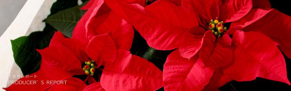生産者レポート クリスマスを彩る花 ポインセチア 青山フラワーマーケット公式 花屋 花 花束 フラワーギフト 通販
