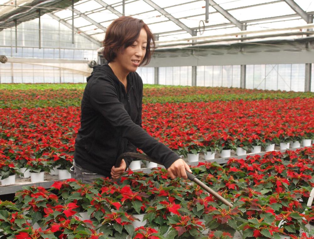 生産者レポート クリスマスを彩る花 ポインセチア 青山フラワーマーケット公式 花屋 花 花束 フラワーギフト 通販