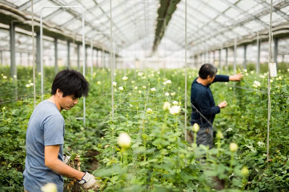 生産者レポート画像