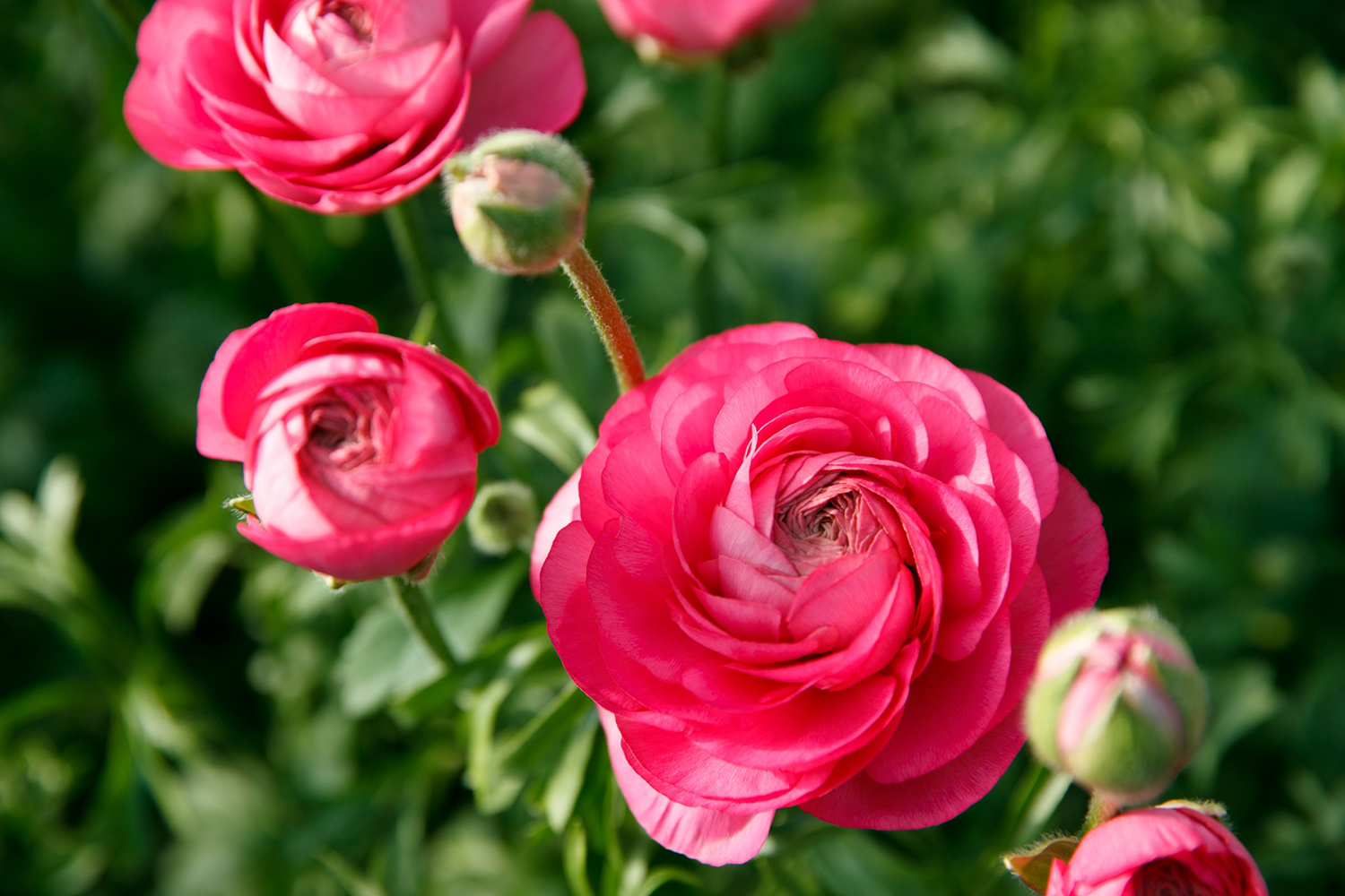 信州産　お花 株式会社フレシード信州🌺 (@fleceedshinshu) / Posts / X