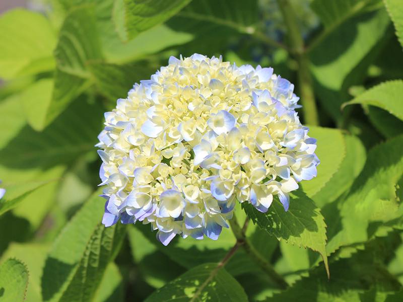 花 フラワーギフトなら青山フラワーマーケット 生産者レポート 生産者レポート 国産あじさいの一大生産地 大島のあじさい 伊豆大島 東京都 青山フラワーマーケット公式 花屋 花 花束 フラワーギフト 通販