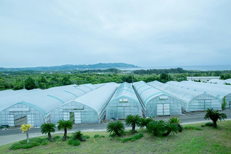 花 フラワーギフトなら青山フラワーマーケット 生産者レポート 生産者レポート 茎が締まって上向きに咲くヒマワリ ヤマキ花卉園 千葉県 青山フラワーマーケット公式 花屋 花 花束 フラワーギフト 通販