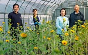 花 フラワーギフトなら青山フラワーマーケット 生産者レポート 生産者レポート 茎が締まって上向きに咲くヒマワリ ヤマキ花卉園 千葉県 青山フラワーマーケット公式 花屋 花 花束 フラワーギフト 通販