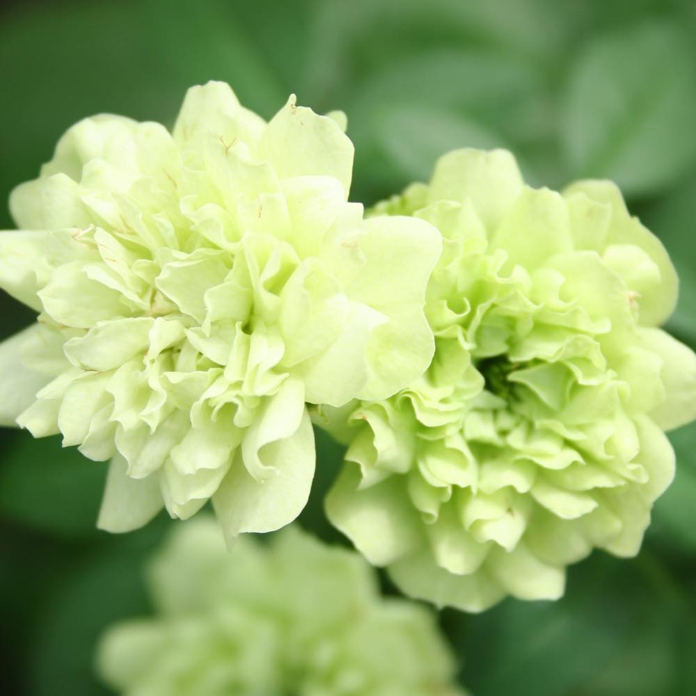 花・フラワーギフトなら青山フラワーマーケット | 生産者レポート-生産