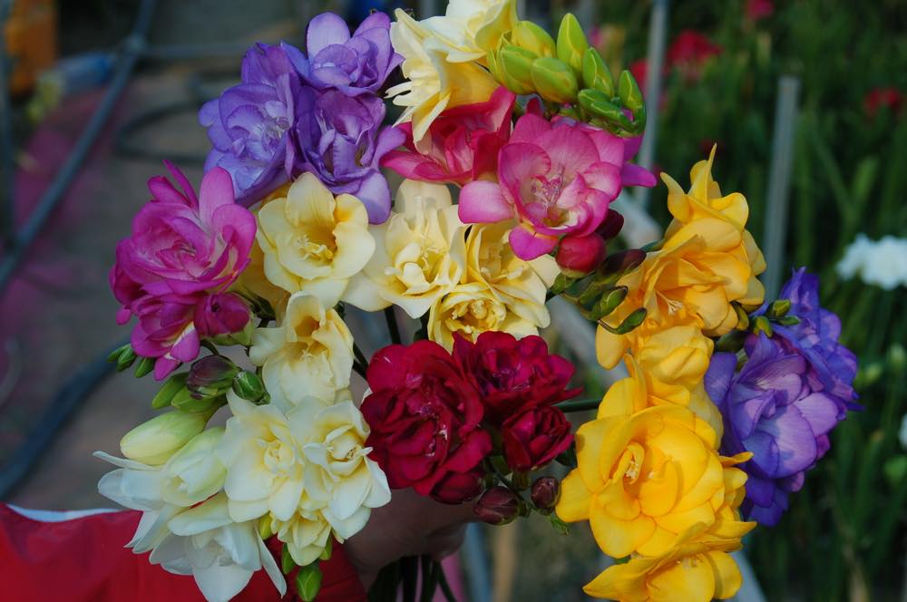 花・フラワーギフトなら青山フラワーマーケット | 生産者 花・フラワーギフトなら青山フラワーマーケット | 生産者